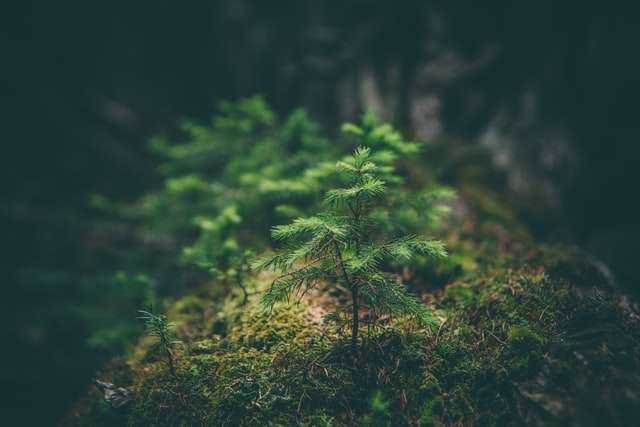 Saiu! Prosel da Liga Acadêmica de Estudos do Direito Ambiental