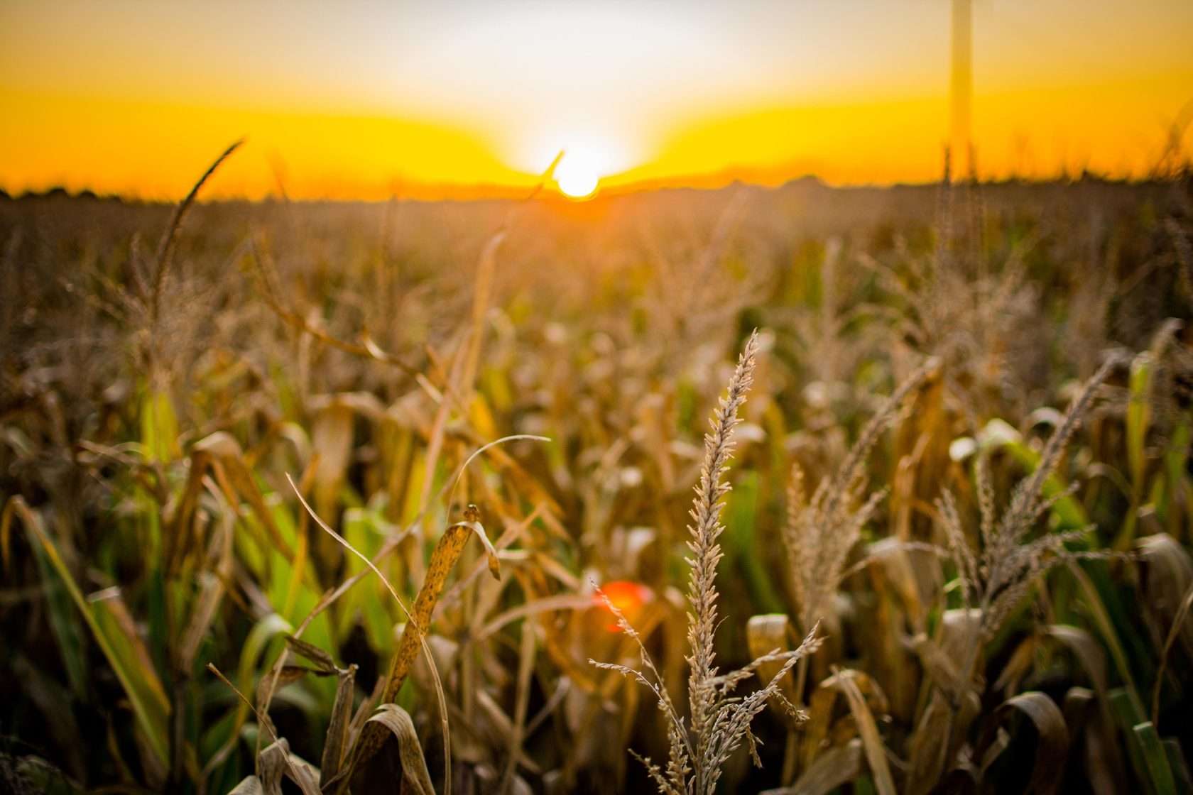 Processo Seletivo para Equipe de Arbitragem do Agronegócio